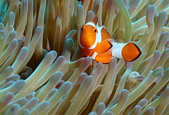 Raja Ampat 2016 - Amphiprion ocellaris - False clown anemonefish - Poisson Clown a trois bandes- IMG_4375_rc